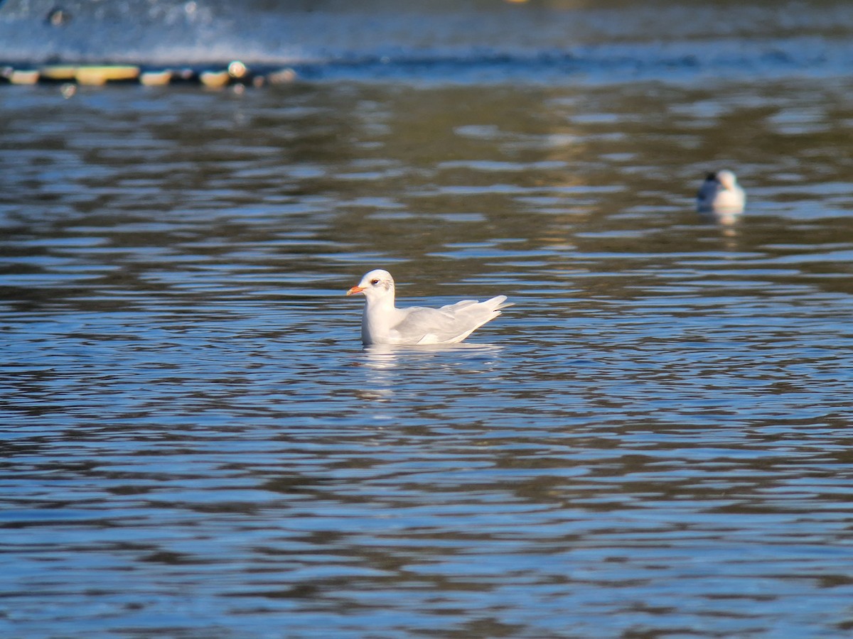 Mediterranean Gull - ML646741186
