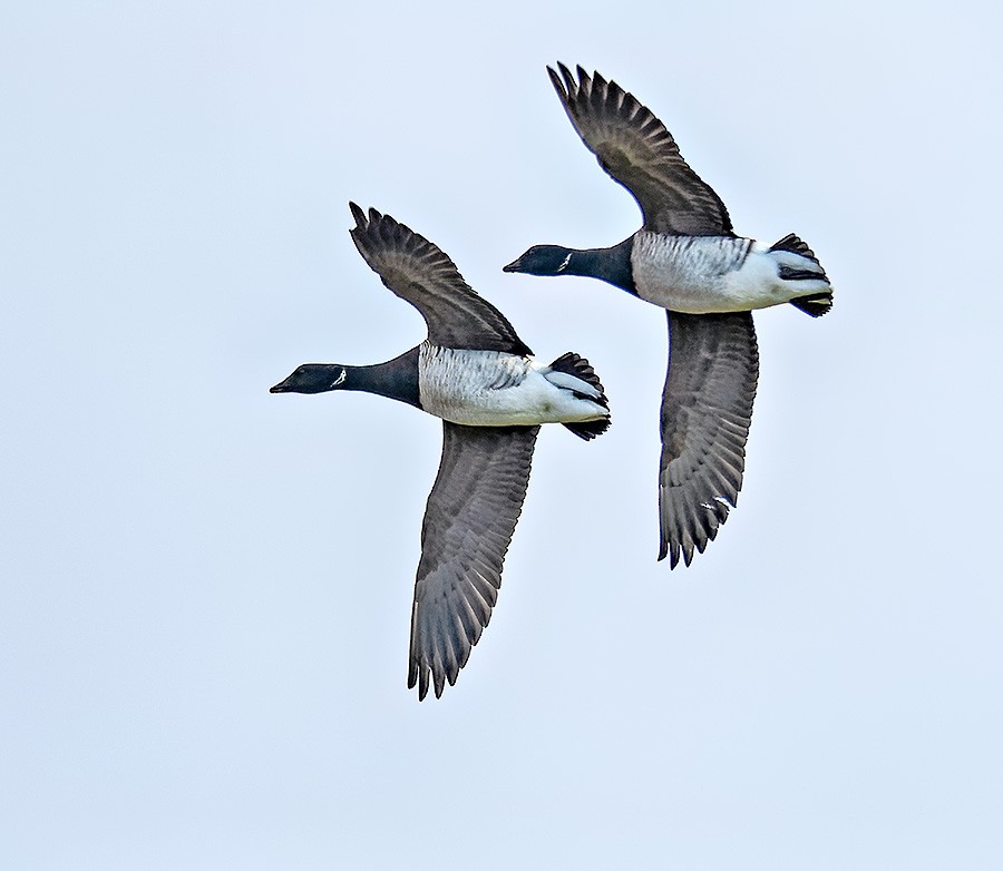 berneška tmavá - ML646741191