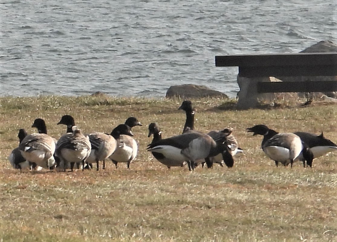 berneška tmavá - ML646741192