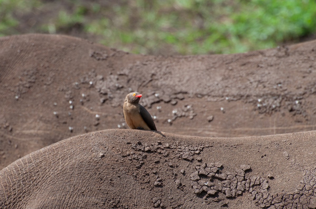 Red-billed Oxpecker - ML646741196