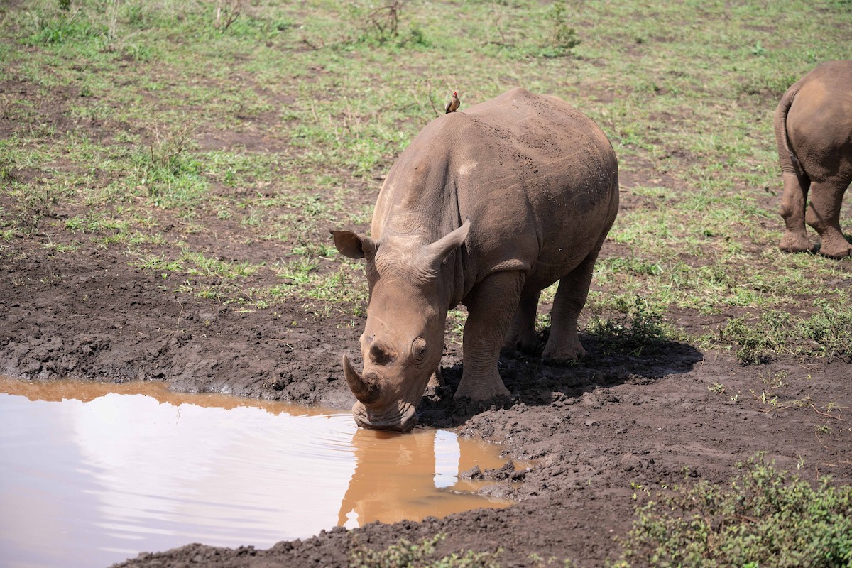 Red-billed Oxpecker - ML646741197