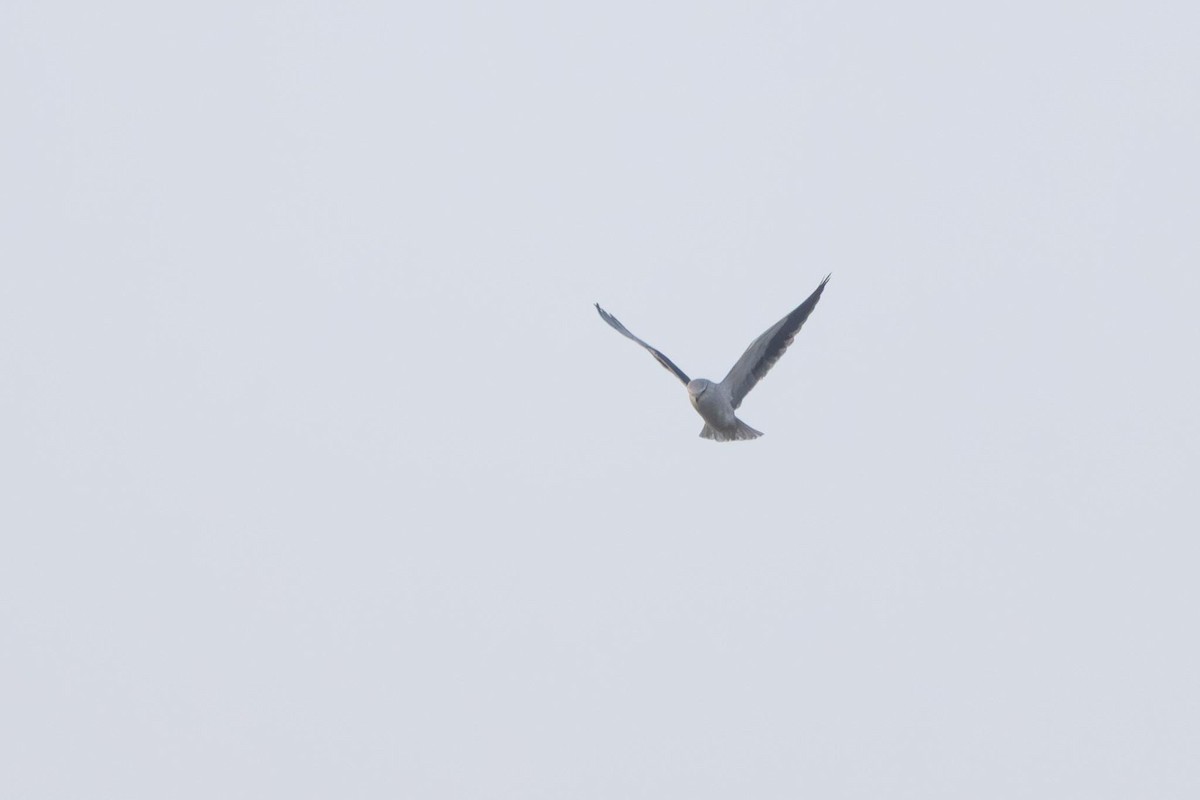Black-winged Kite - ML646741198