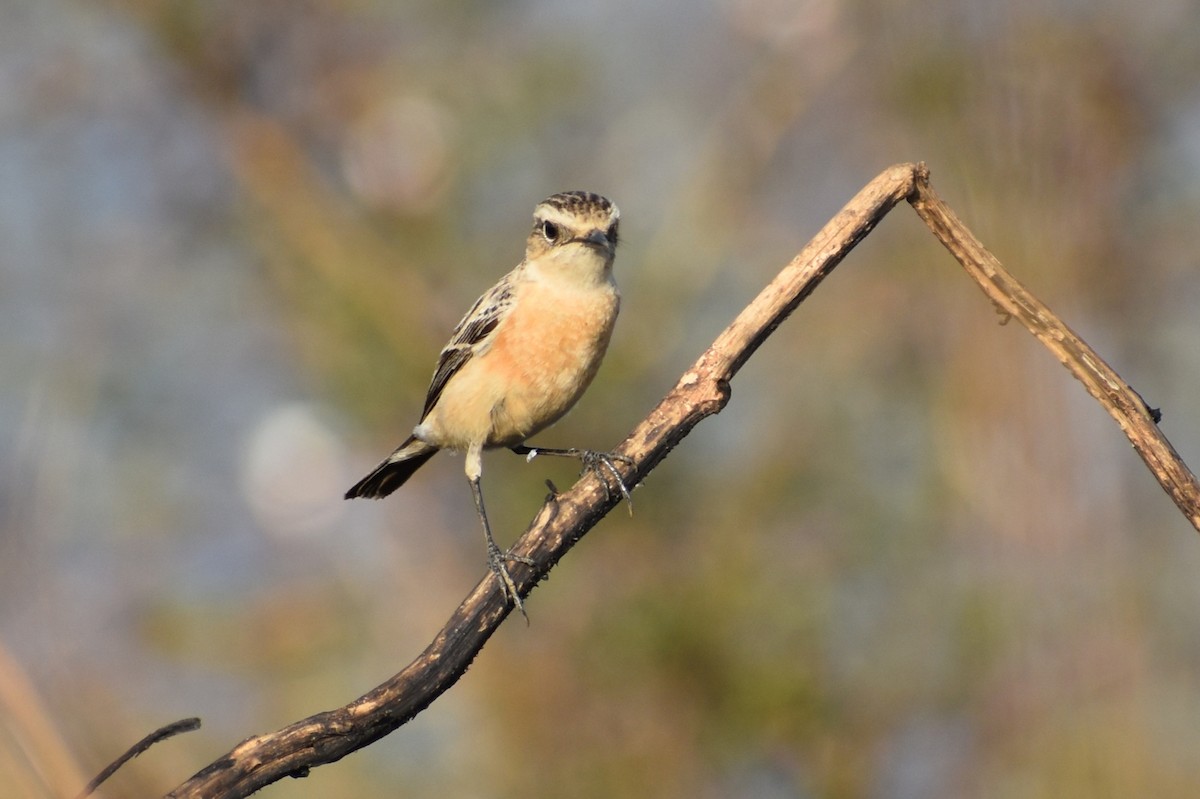 Saltimpalo siberiano - ML646741202