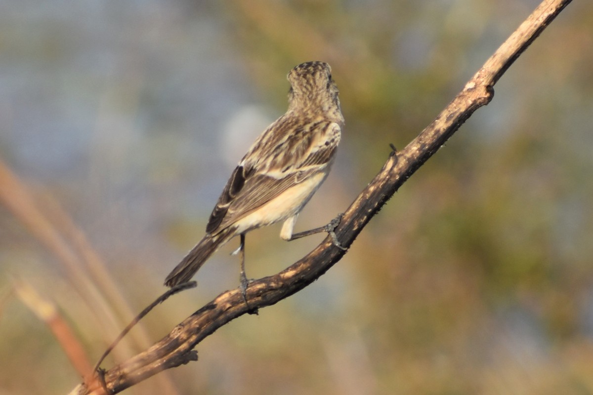 Saltimpalo siberiano - ML646741203