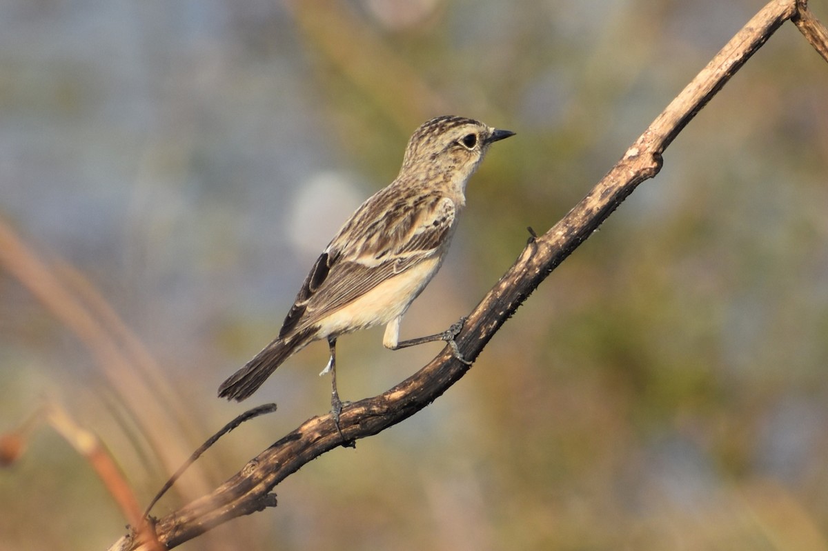 Saltimpalo siberiano - ML646741204