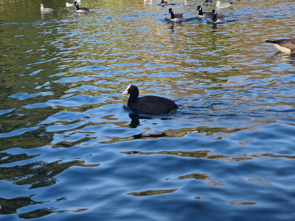 Eurasian Coot - ML646741205