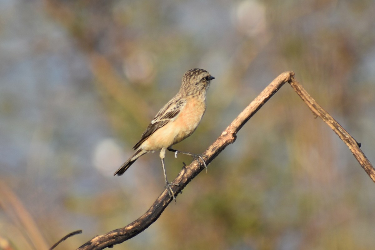 Saltimpalo siberiano - ML646741206