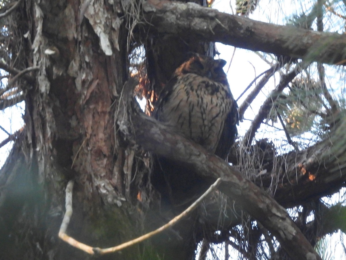 Мадагаскарская сова - ML646741207