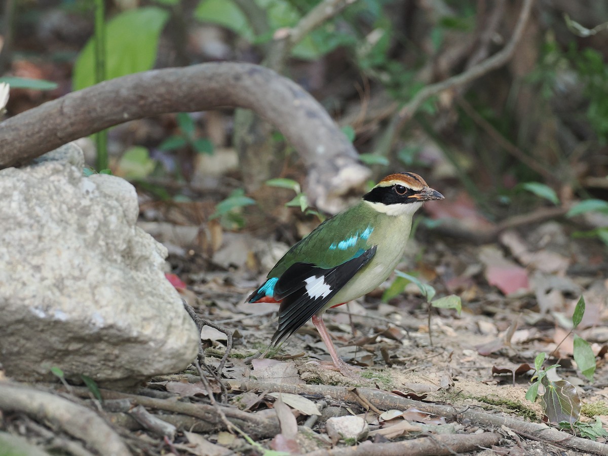 Fairy Pitta - ML646741209