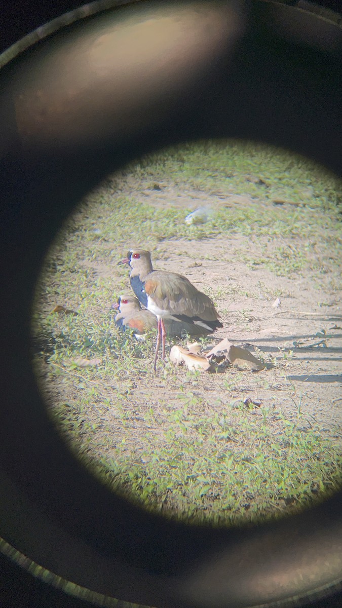 Southern Lapwing - ML646741210