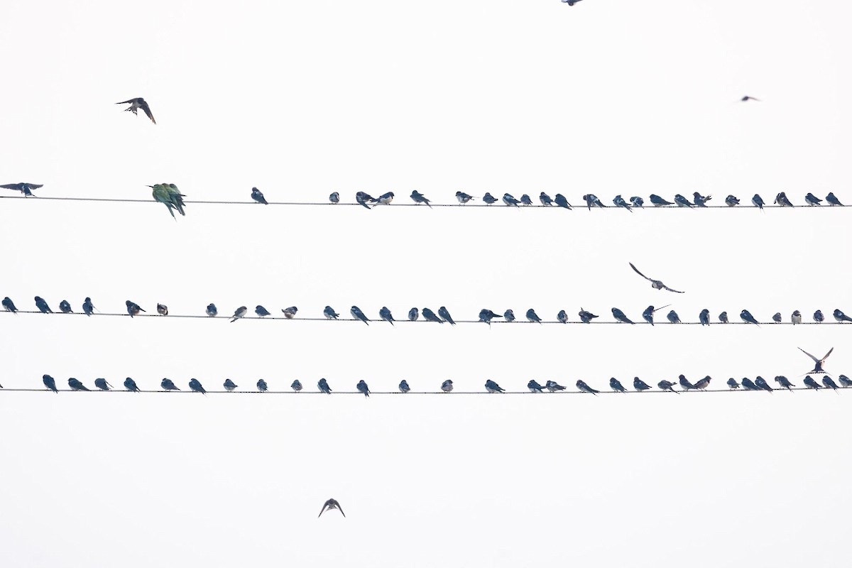 Barn Swallow - ML646741211