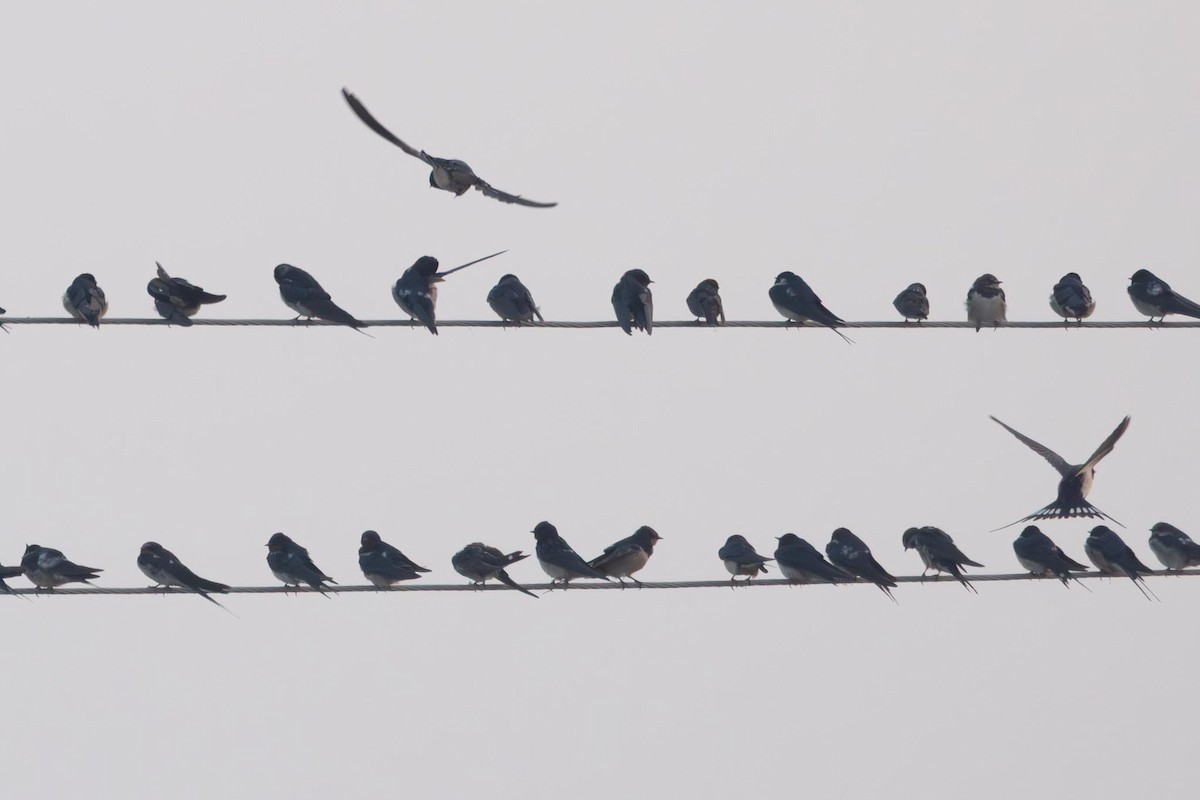 Barn Swallow - ML646741212