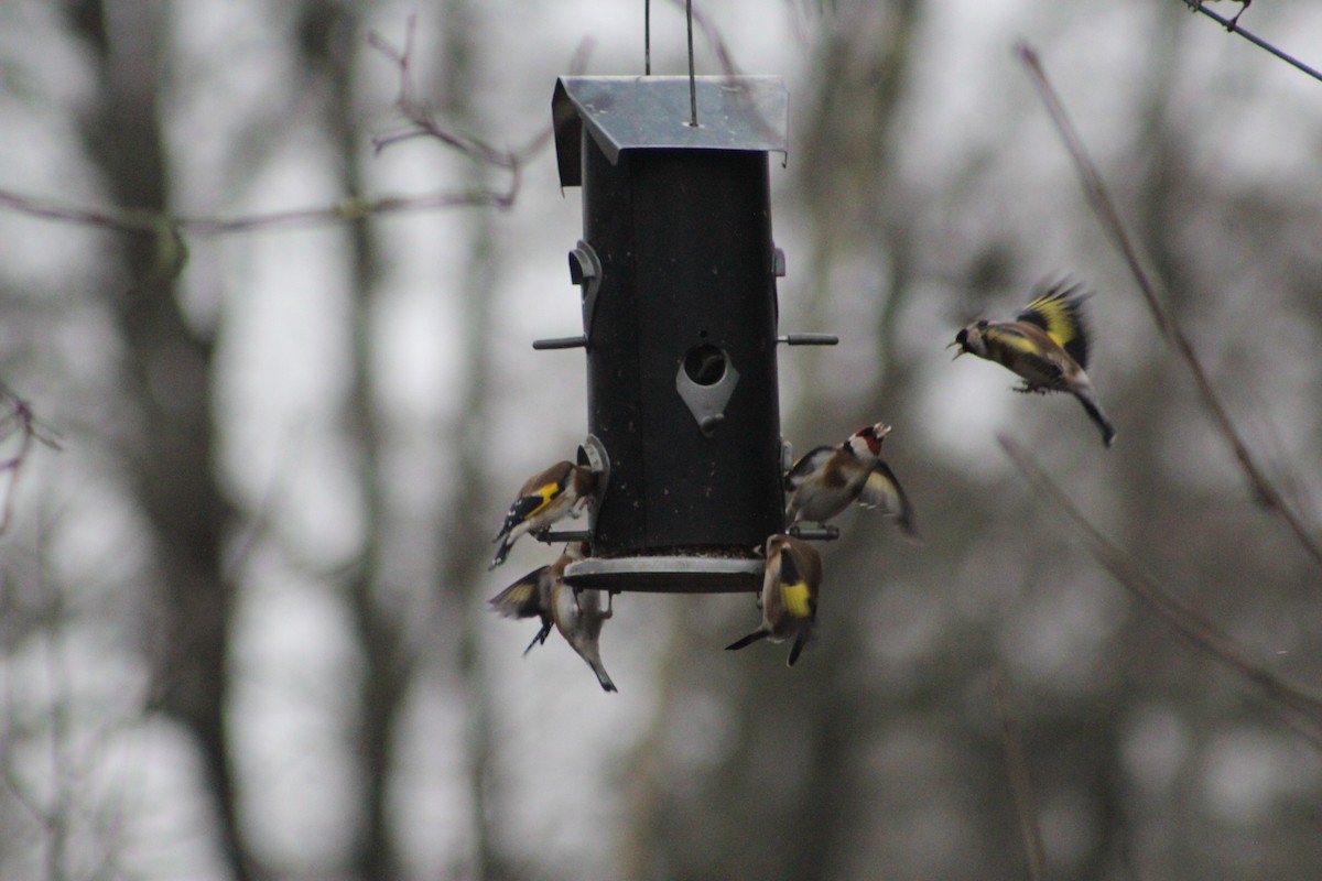European Goldfinch - ML646741213