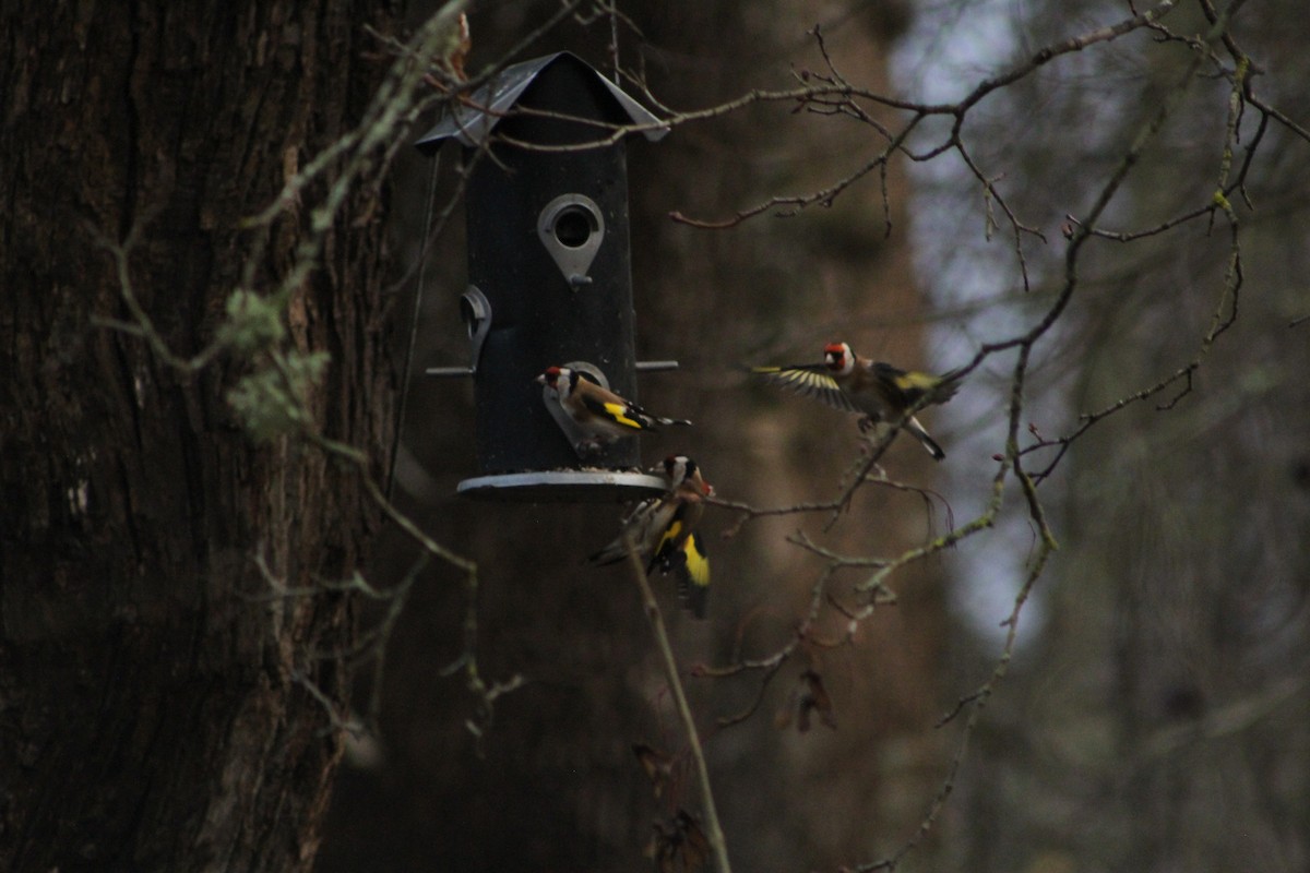 European Goldfinch - ML646741214