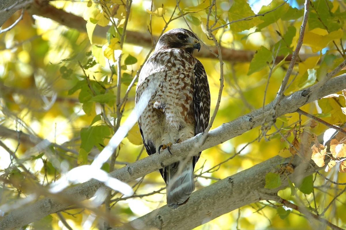 Kızıl Omuzlu Şahin - ML646741216