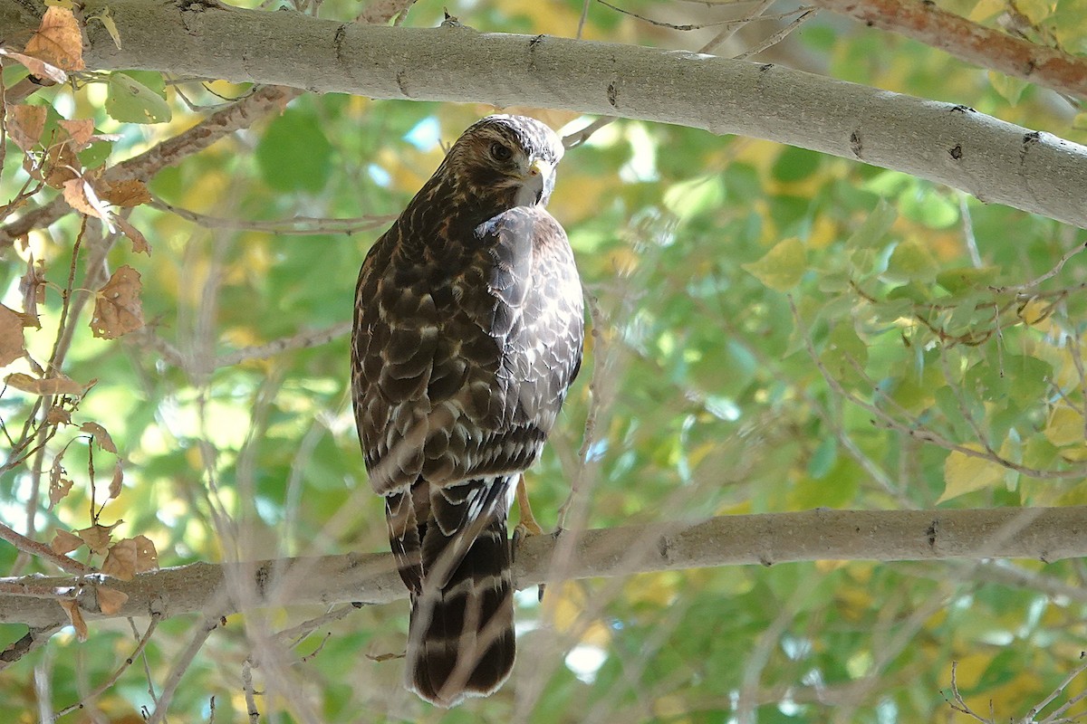 Kızıl Omuzlu Şahin - ML646741219