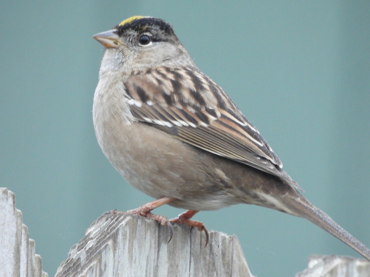 Golden-crowned Sparrow - ML646741220