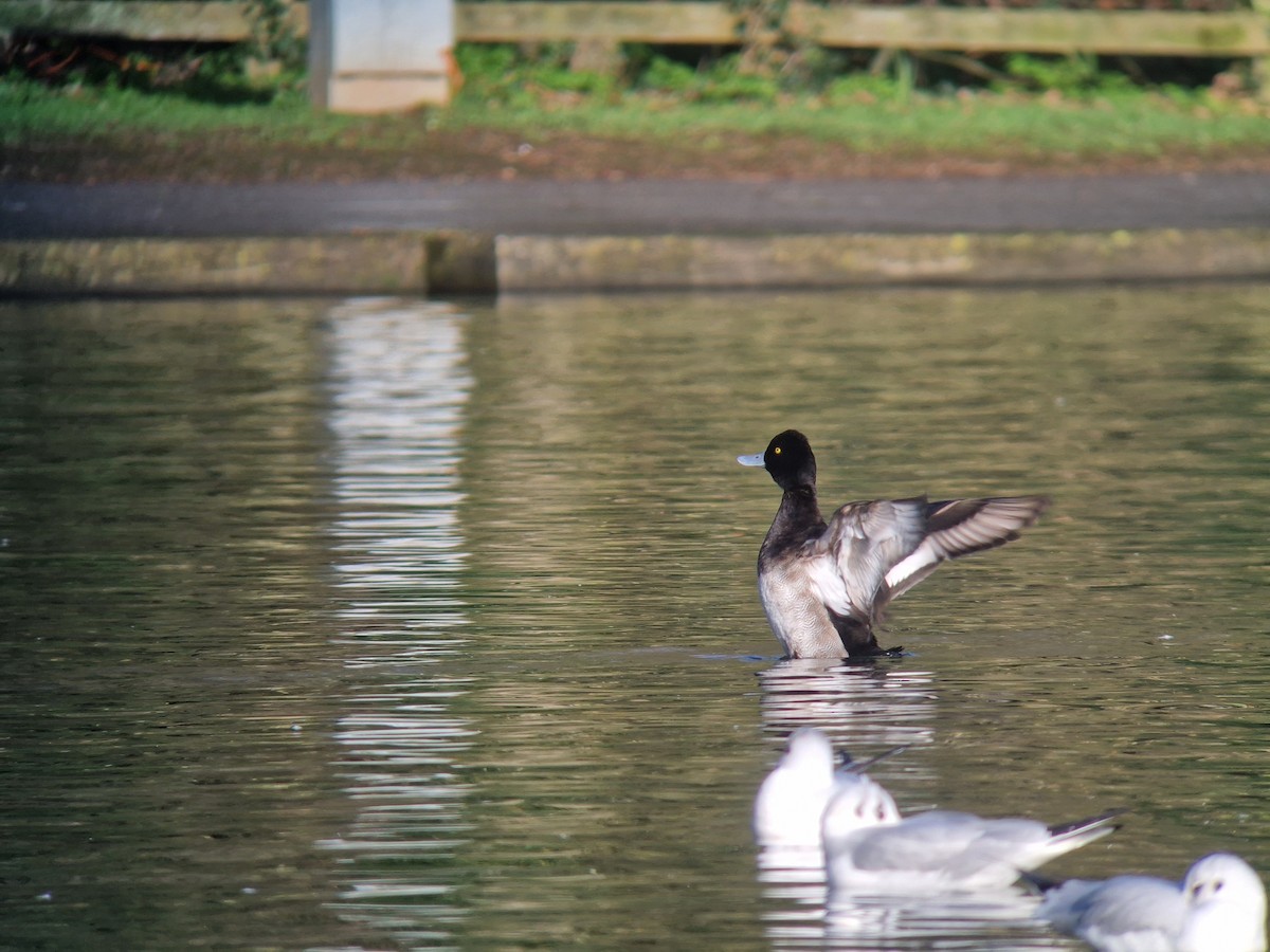 Lesser Scaup - ML646741221