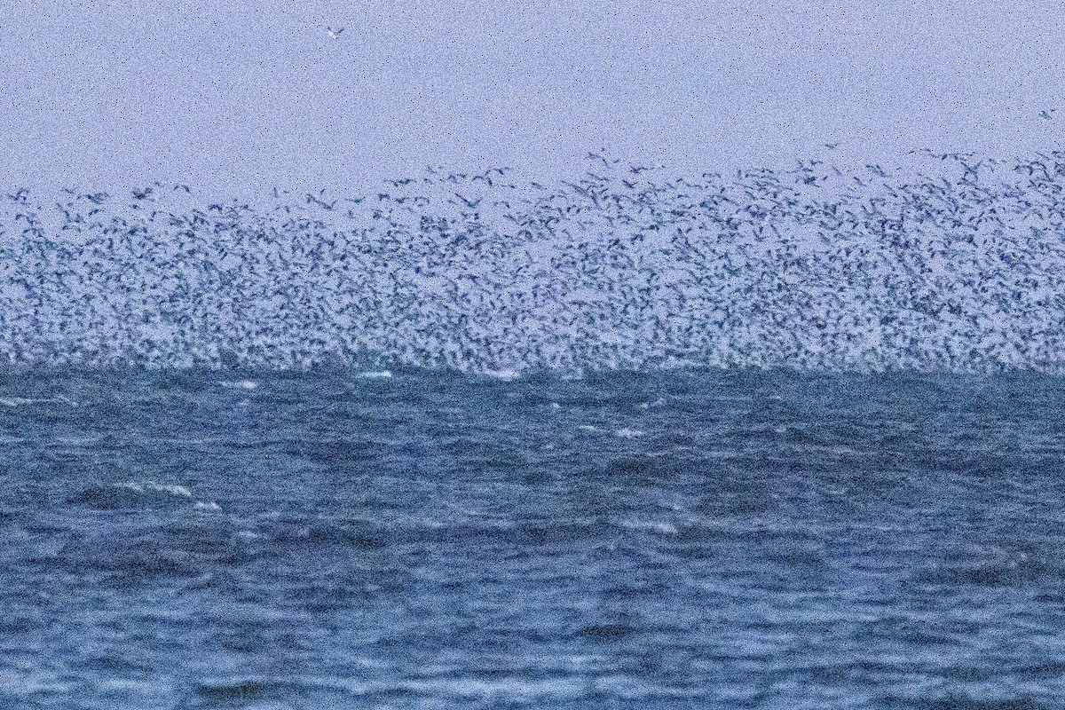 Snow Goose - ML646741222