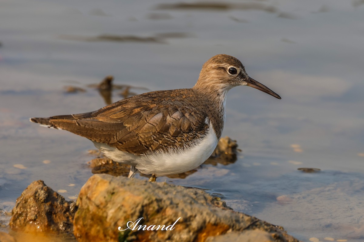 Chevalier guignette - ML646741223