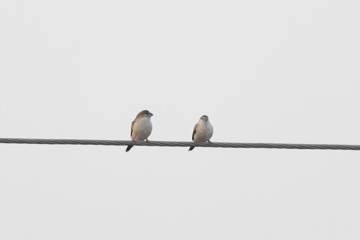 Indian Silverbill - ML646741224