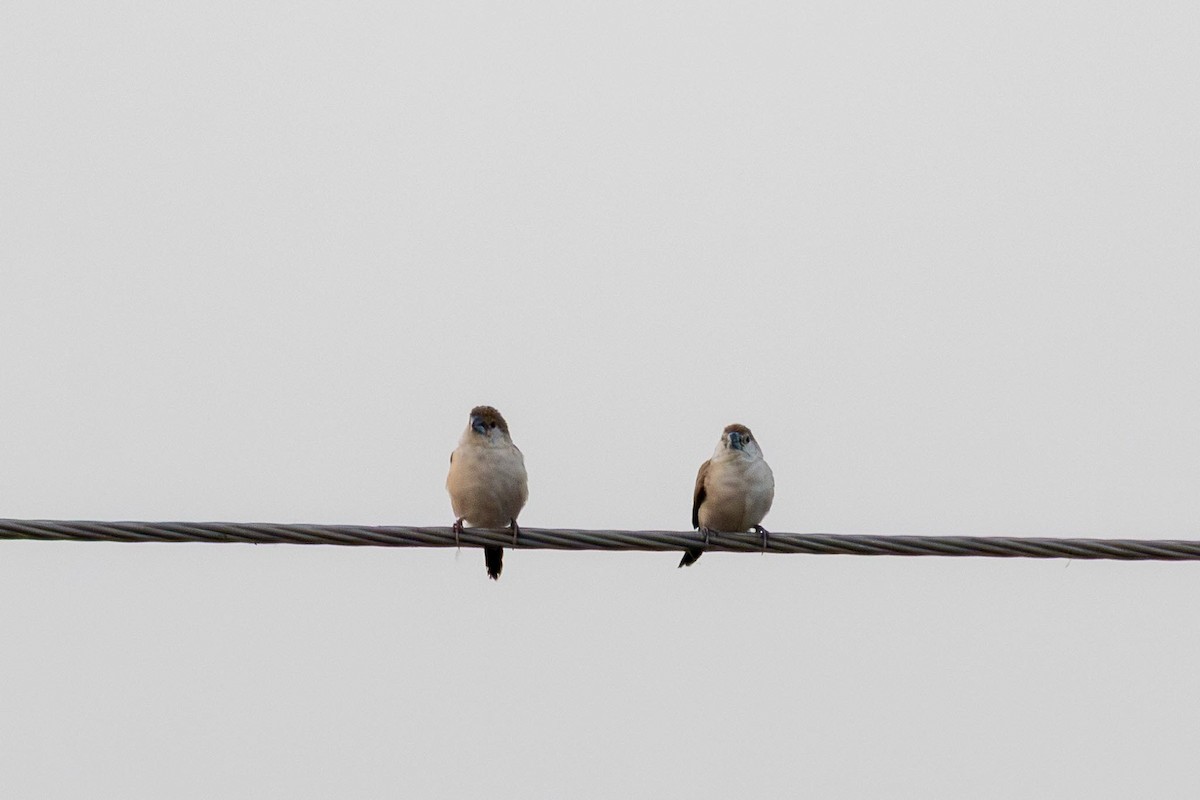 ギンバシ - ML646741225