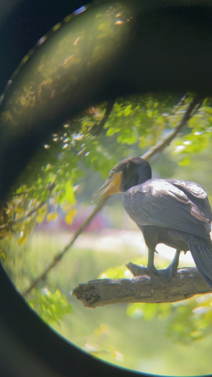 Neotropic Cormorant - ML646741226