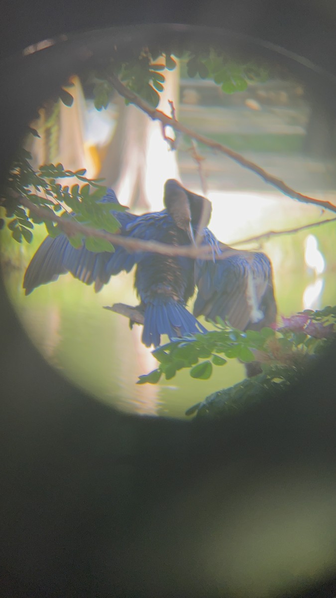 Neotropic Cormorant - ML646741227