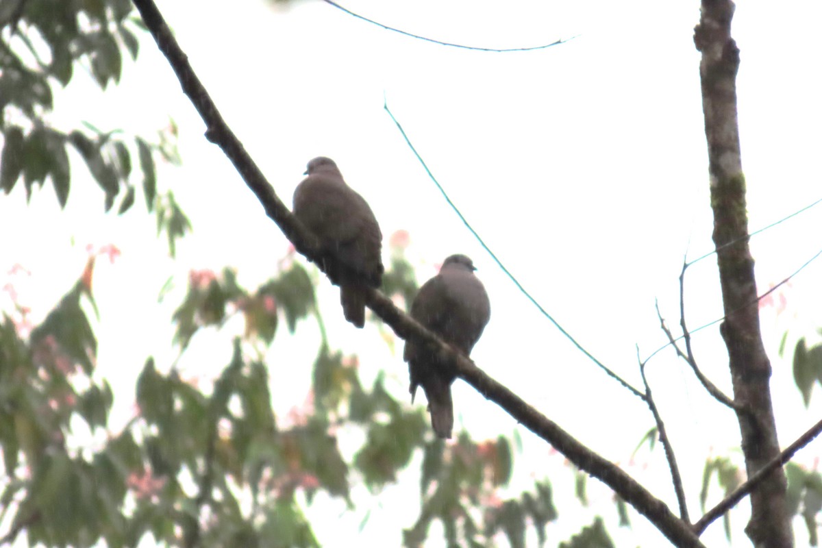 Küçük Kurşuni Güvercin - ML646741230