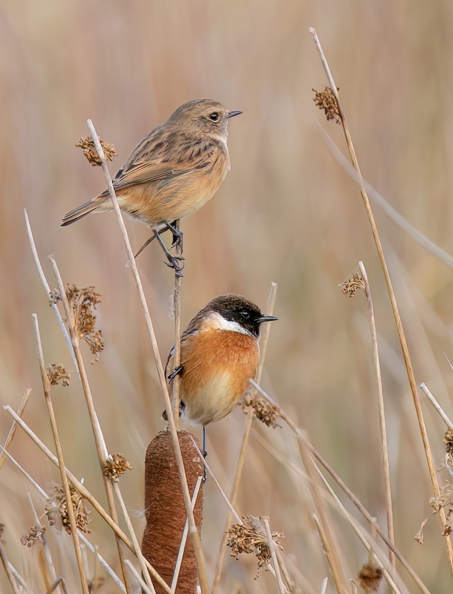 European Stonechat - ML646741231