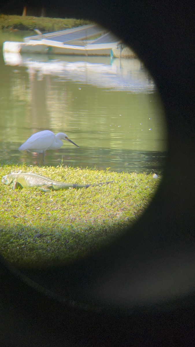 Snowy Egret - ML646741232