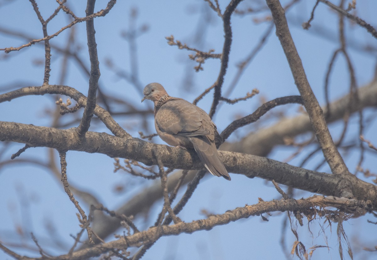 hrdlička kropenatá - ML646741233