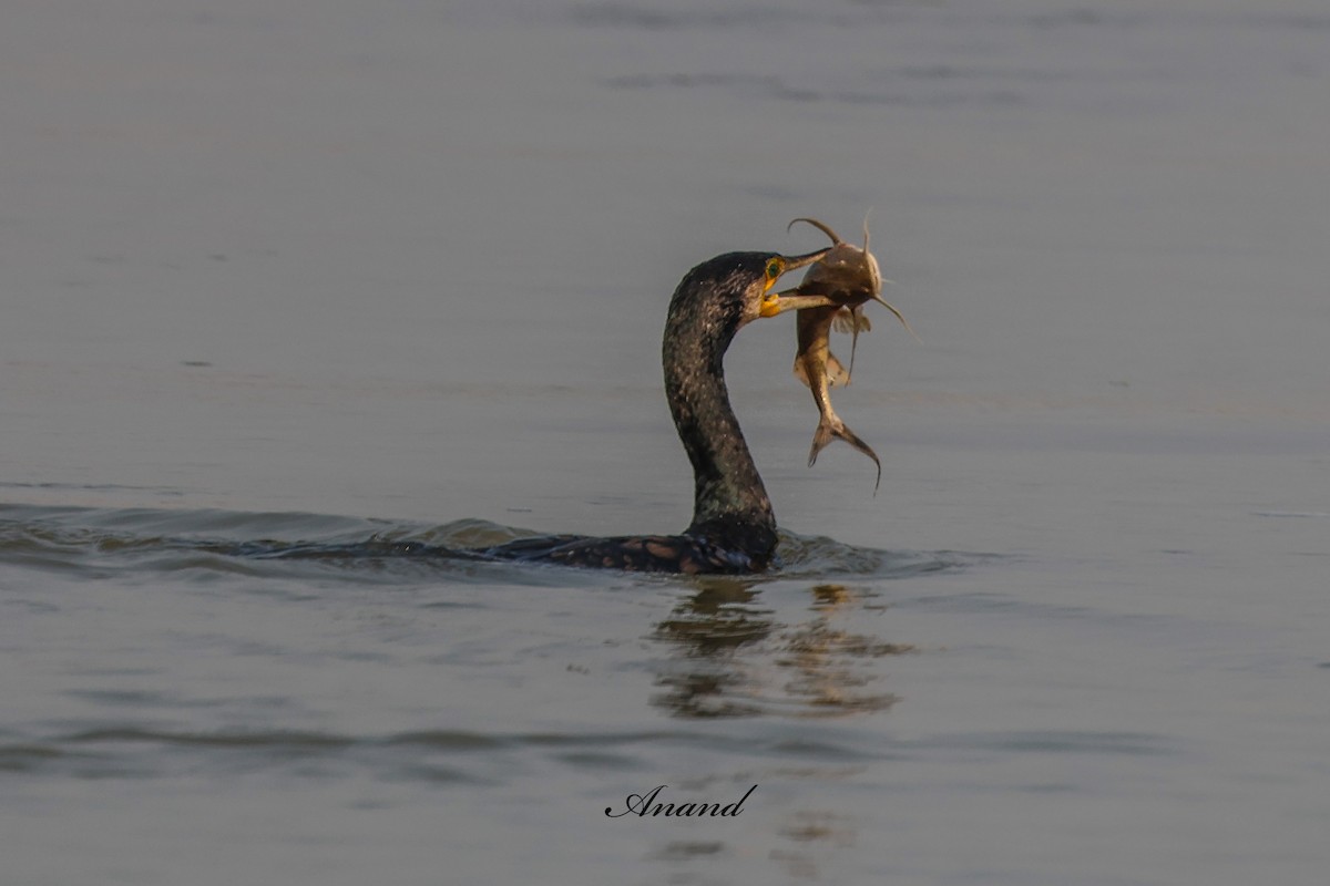 Great Cormorant - ML646741234