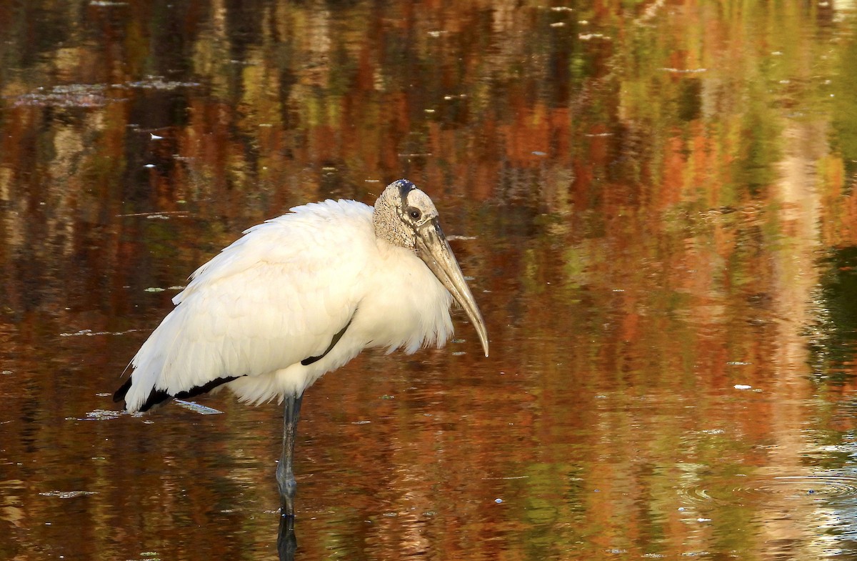 Wood Stork - ML646741235