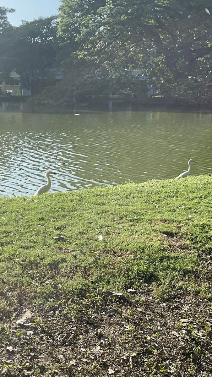 Snowy Egret - ML646741236