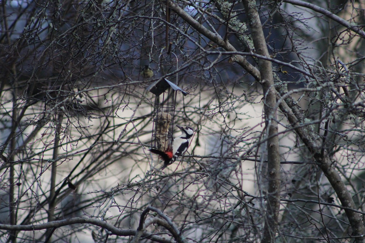 Great Spotted Woodpecker - ML646741237