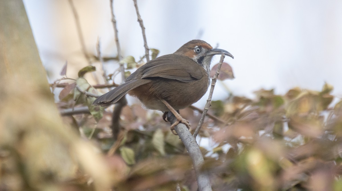 Black-streaked Scimitar-Babbler - ML646741238