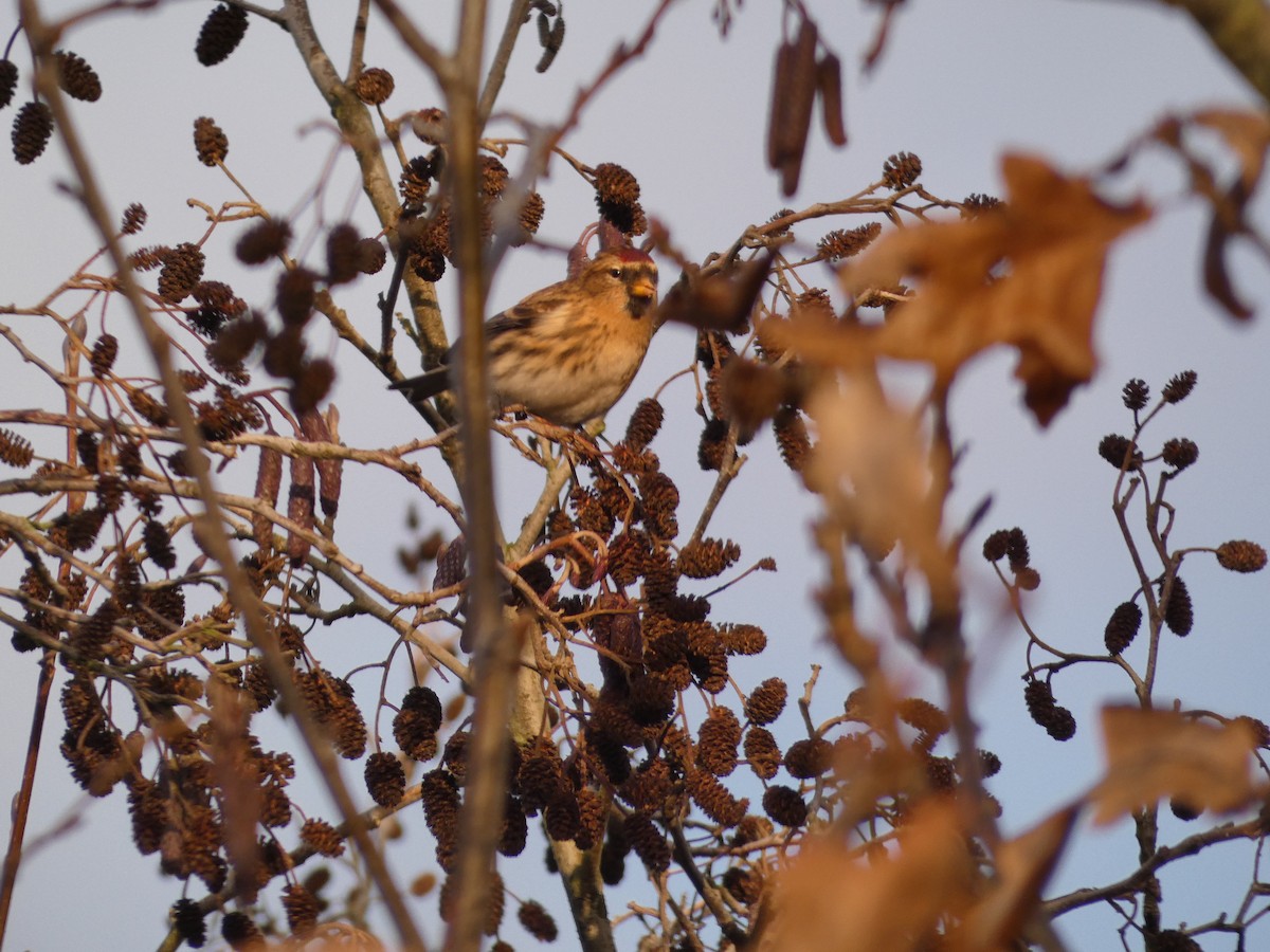 Redpoll - ML646741239