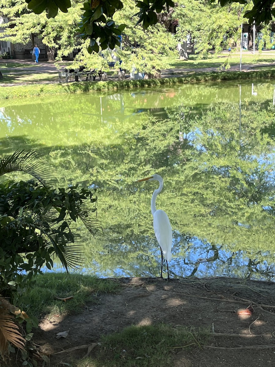 Great Egret - ML646741240