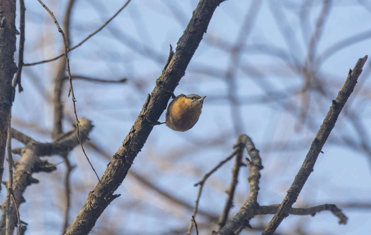 brhlík lesní - ML646741241