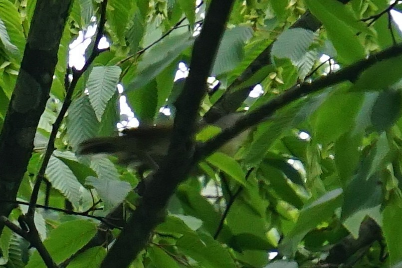 Buff-barred Warbler - ML646741242