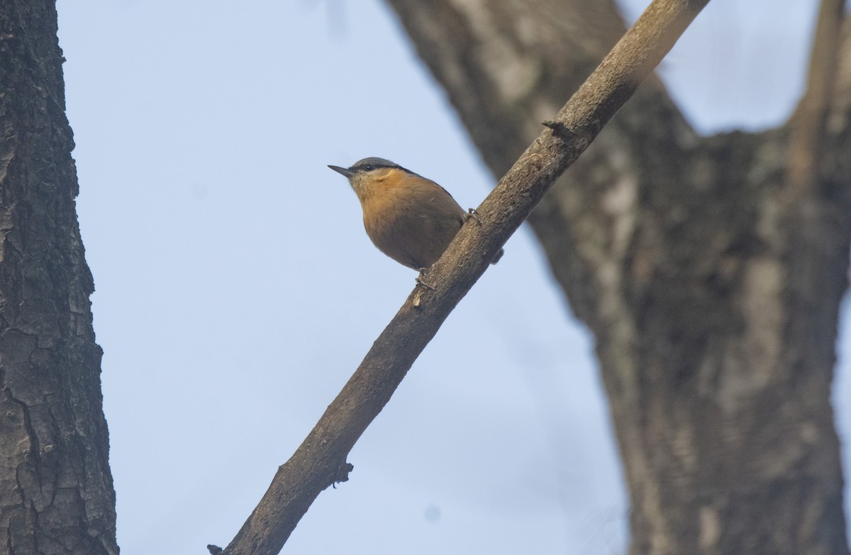 brhlík lesní - ML646741243