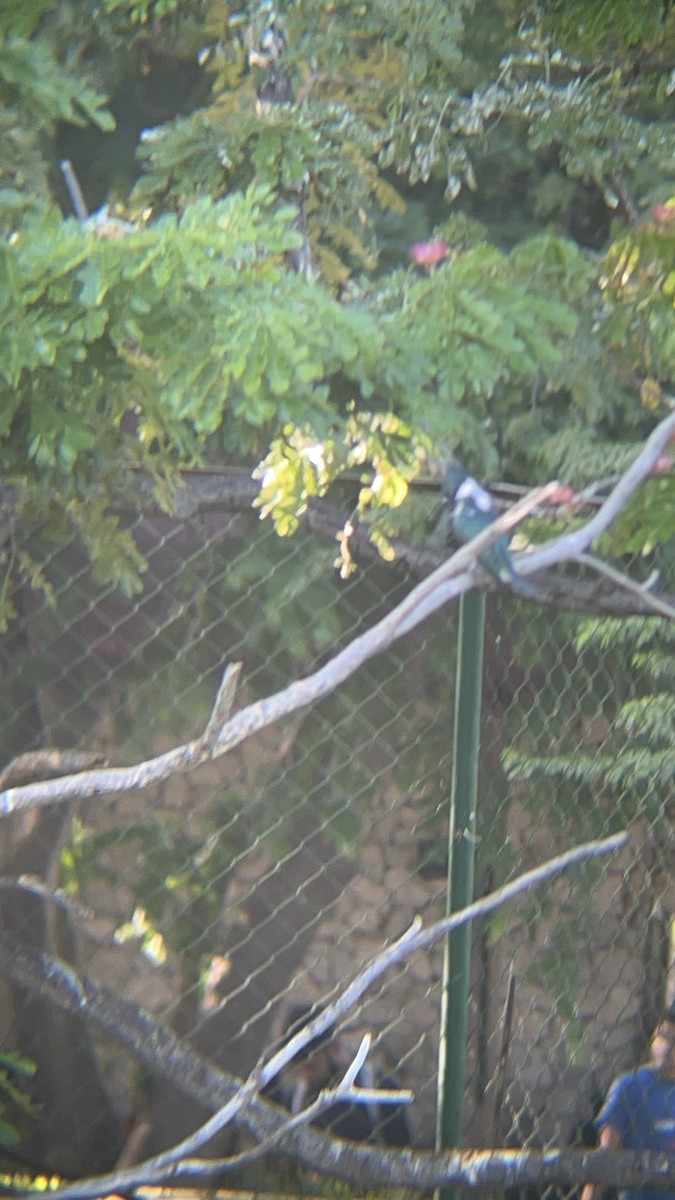 Amazon Kingfisher - ML646741244