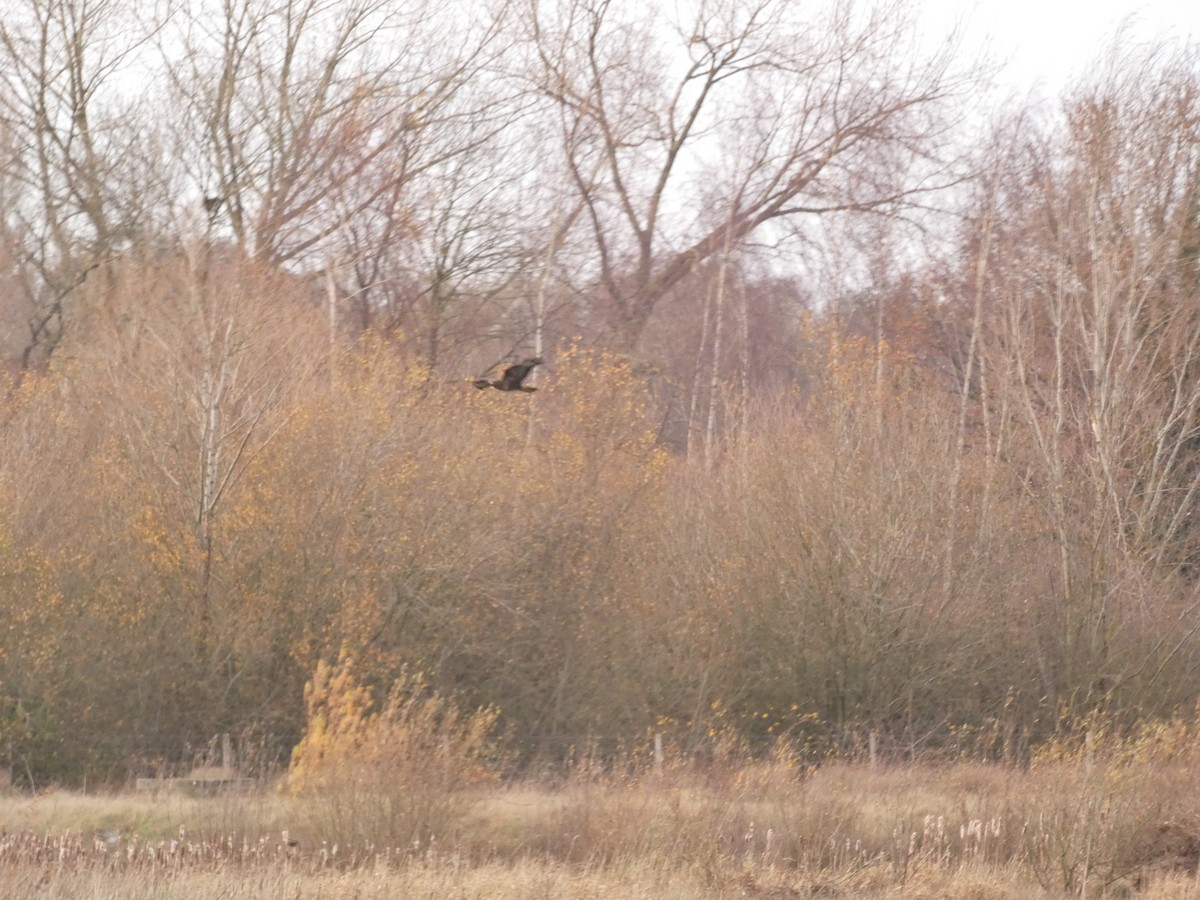 Western Marsh Harrier - ML646741245
