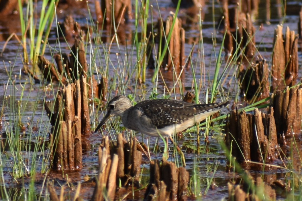 Wood Sandpiper - ML646741247