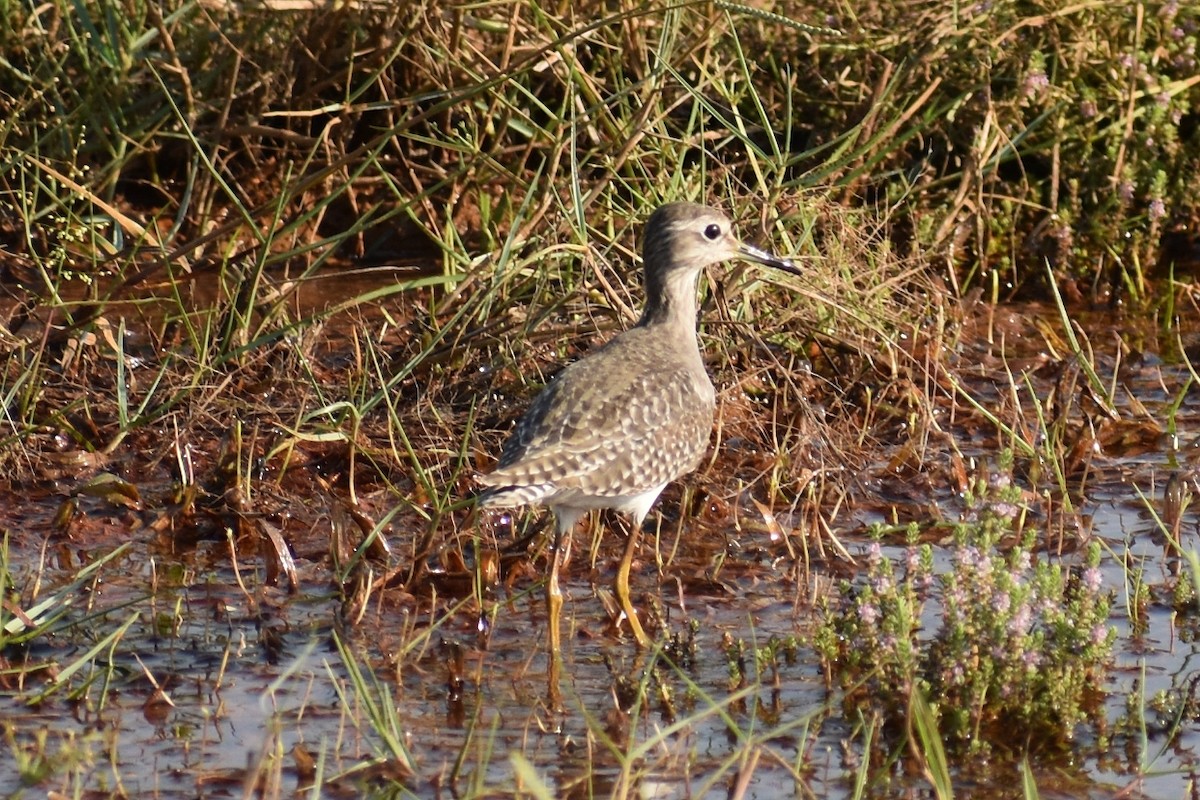 Wood Sandpiper - ML646741248