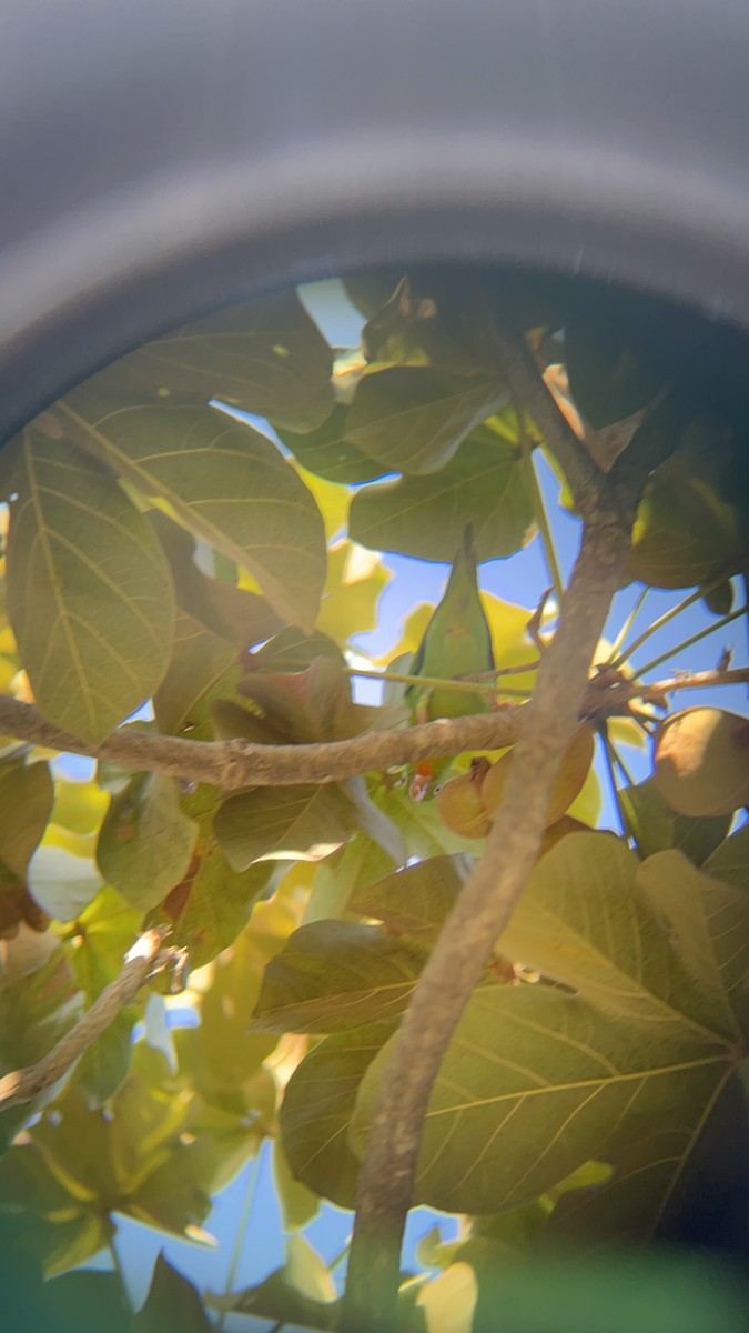 Orange-chinned Parakeet - ML646741252