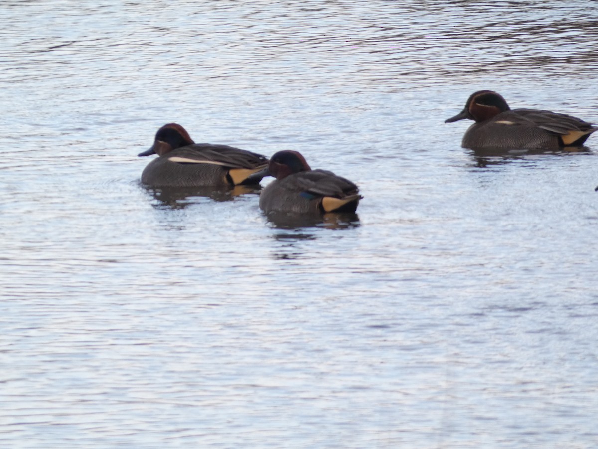 Green-winged Teal - ML646741253