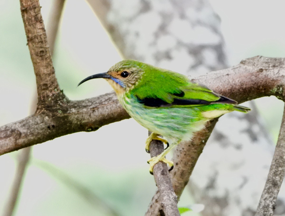 Purple Honeycreeper - ML646741254