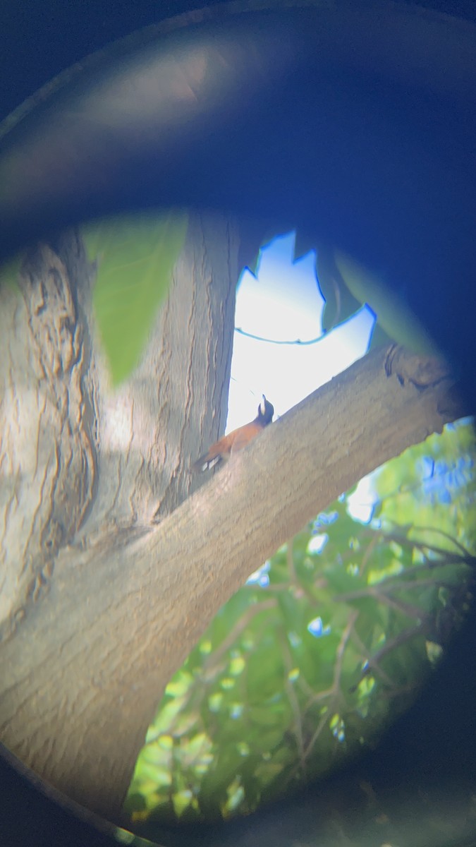 Bicolored Wren - ML646741255